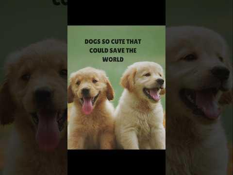 Dogs so cute that could save the world 🐕