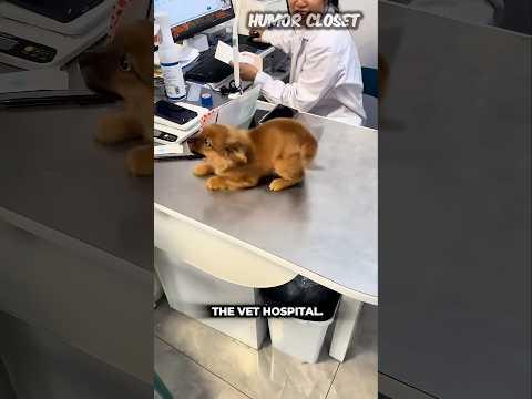 Vetinary Doctor First Visit 🐕???