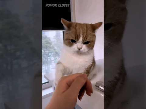 He Doesn't bite