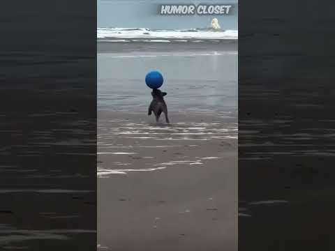 Fun Dog 🐶