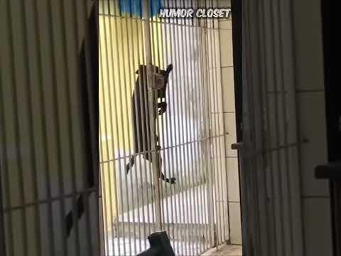The Door Opening Dog