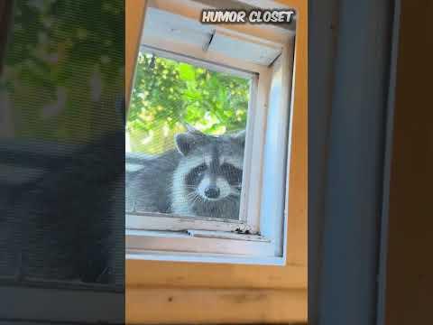 Sneaky Little Thief